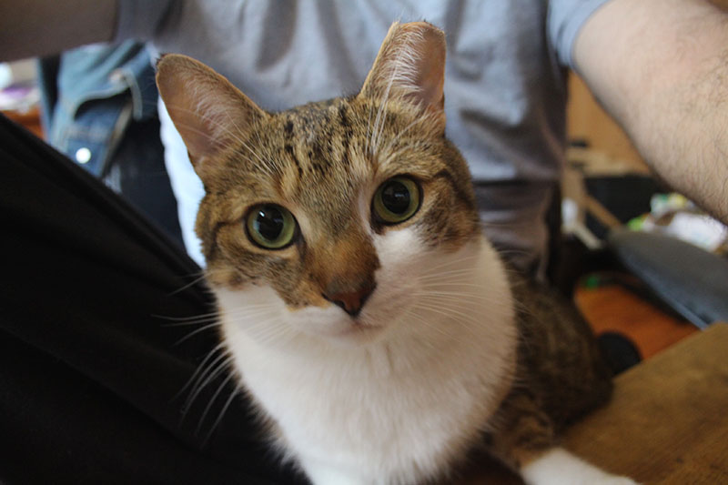 beau-sitting-lap-working-cat-kitten-pets-overload