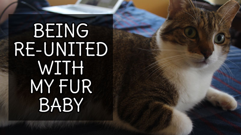 being-reunited-with-my-fur-baby