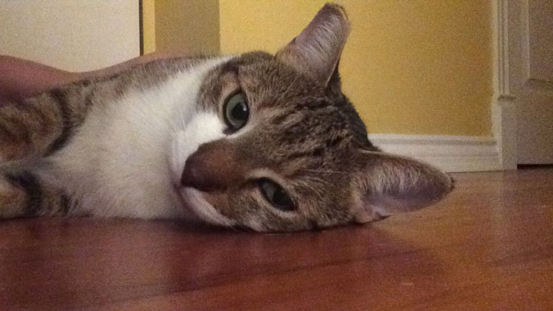 beau-lying-floor-rolling-cute-adorable-greeting