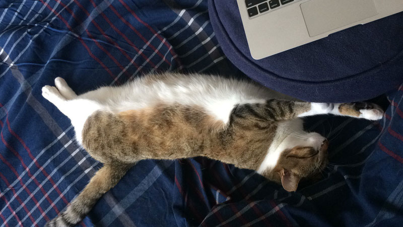 beau-sleeping-bed-steph-plaid-cute-cat