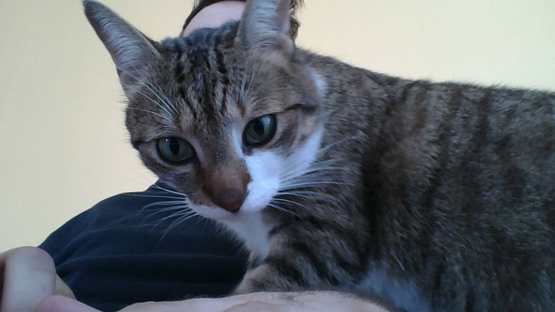 beau-sitting-front-me-cat-distraction-cute