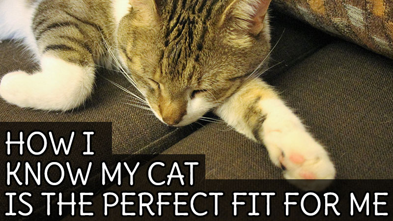 how-i-know-my-cat-is-the-perfect-fit-for-me