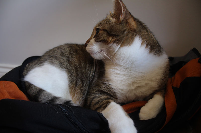beau-backpack-cute-sleeping-adorable-kitten-cat