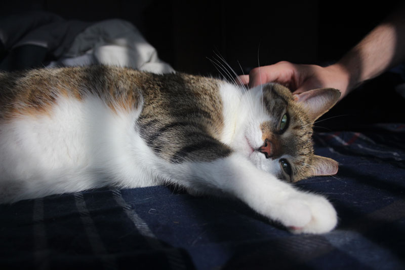 beau-getting-pet-cute-sunlight-adorable-kitten