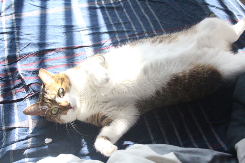 beau-on-back-cat-cute-adorable-sunlight