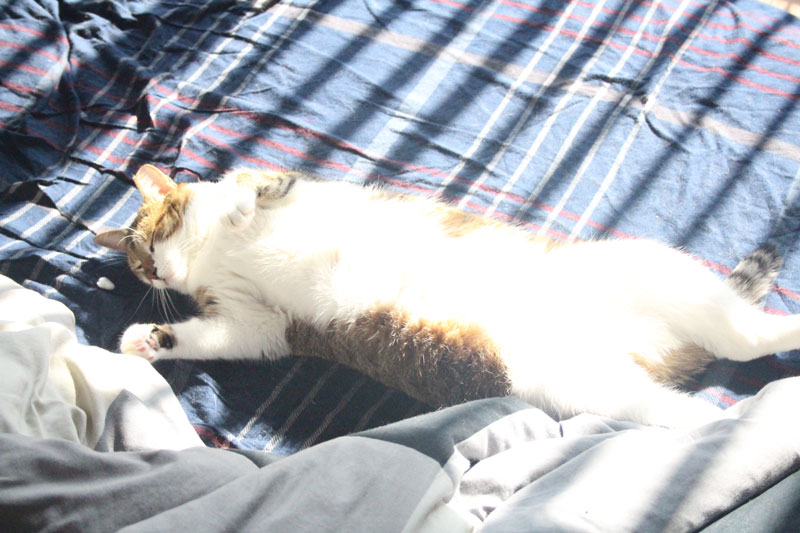 beau-rolling-around-in-sunlight