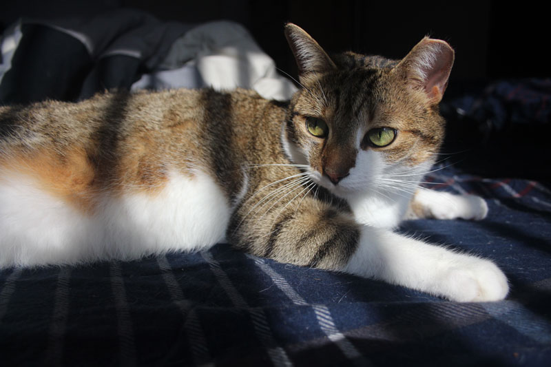 beau-sitting-bed-cute-sunlight-cat