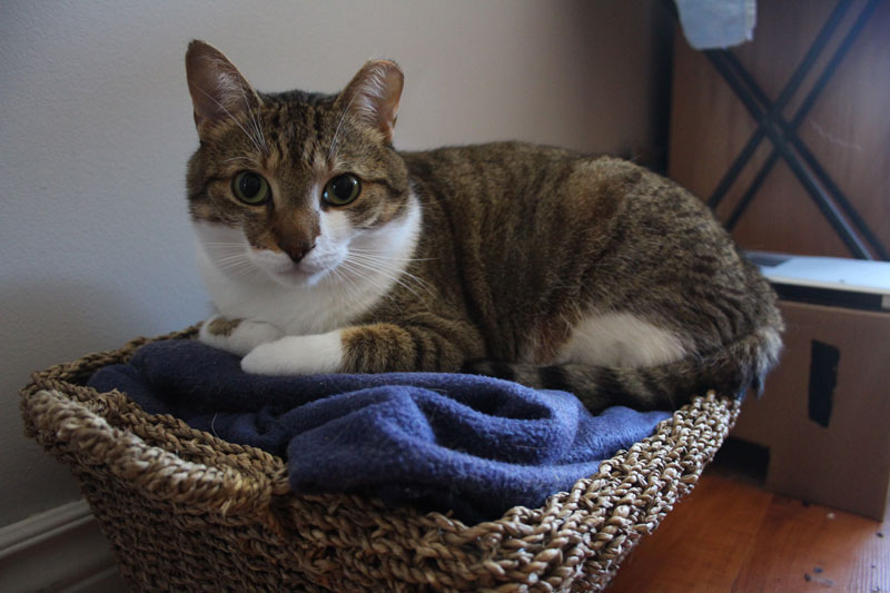 beau-sitting-in-basket-pets-overload-adorable