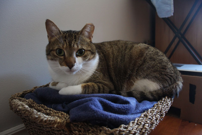 beau-sitting-in-basket-pets-overload-adorable.-kittenjpg