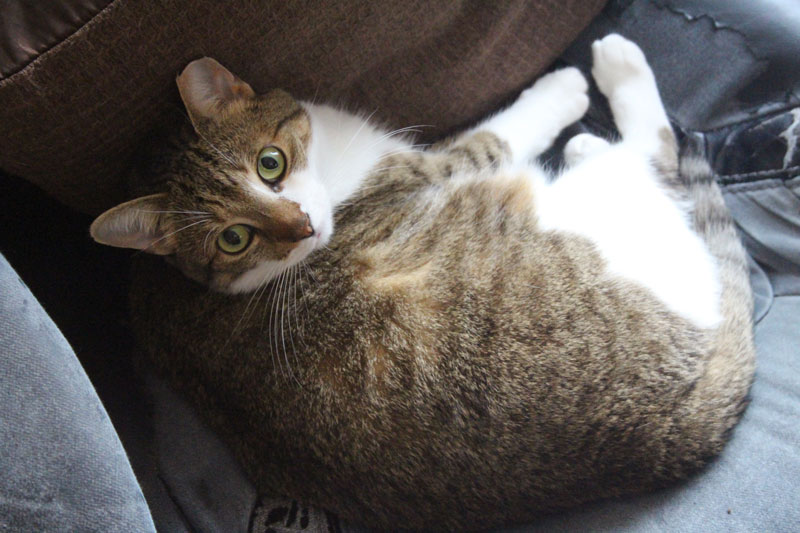 beau-sitting-on-chair-daddys-spot