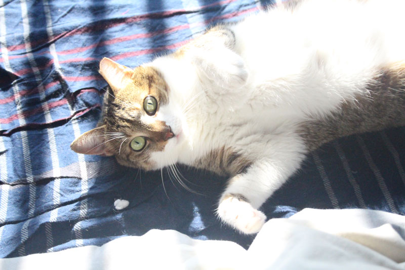 beau-sunlight-cute-kitten-cat-pets-overload