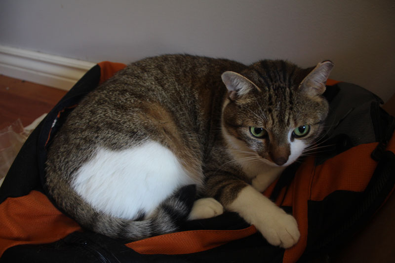 beau-backpack-cute-sleeping-adorable-kitten