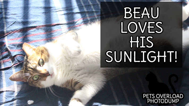 beau-loves-his-sunlight