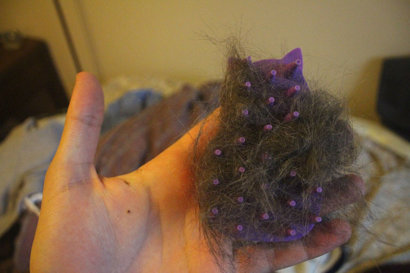 kong-zoom-groom-cat-massager