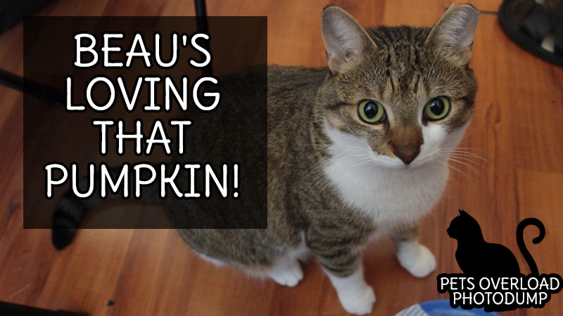 beau-loves-his-pumpkin