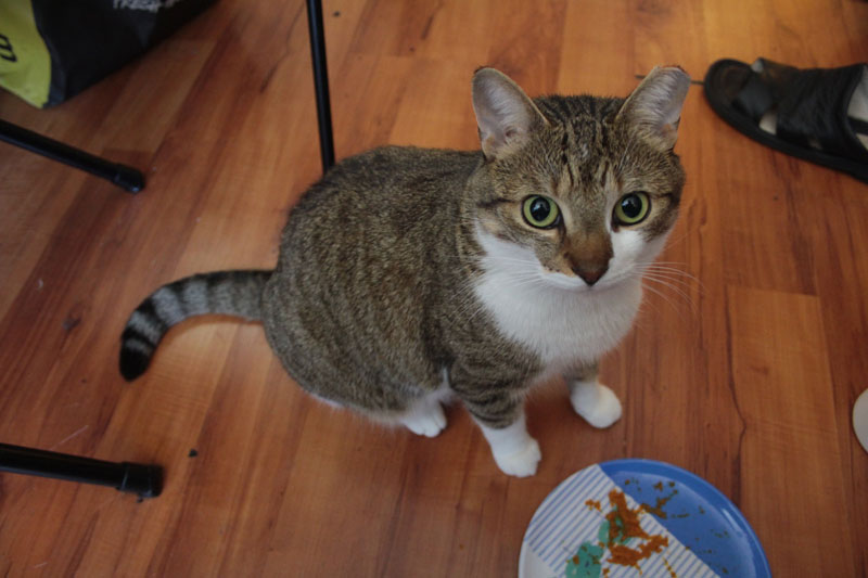 beau-eating-pumpkin-cute-adorable-cat
