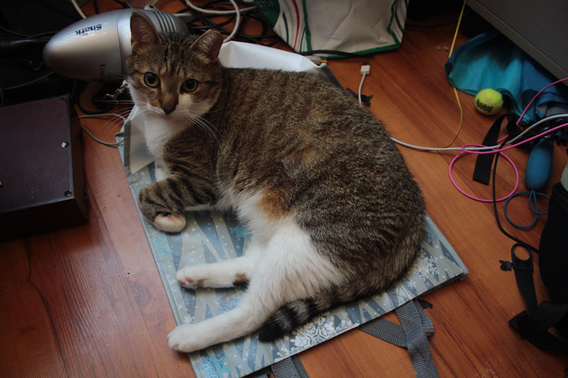 beau-sitting-on-plastic-bag-lying-down