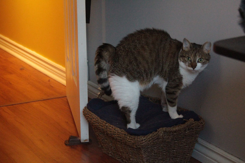 beau-stretching-in-basket