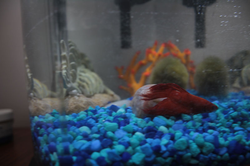 blub-swimming-fish-tank-betta-fish