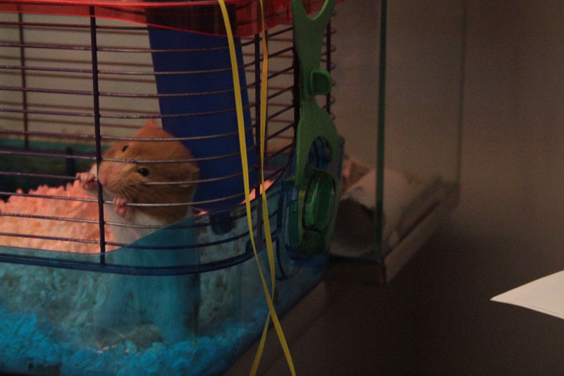 twitch-chewing-cage-hamster-adorable
