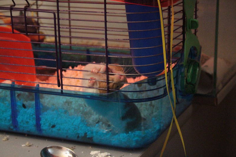 twitch-chewing-cage-hamster-adorable-bars