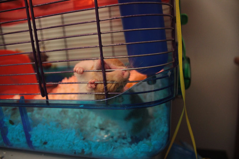 twitch-chewing-cage-hamster-adorable-bars-small-mammal