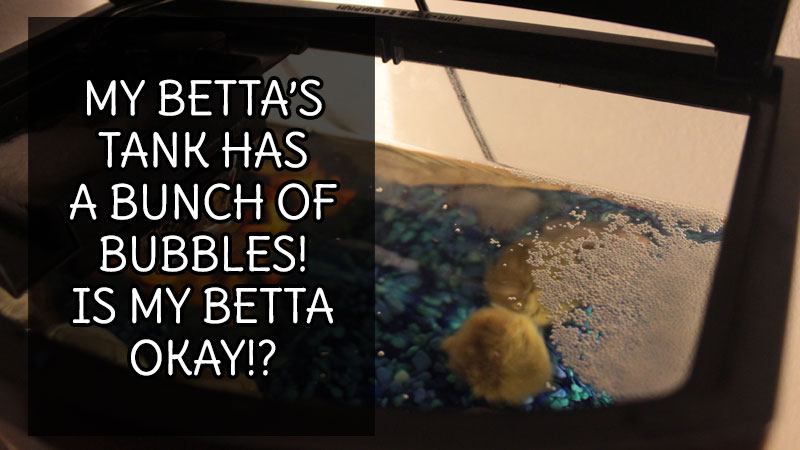 my-bettas-tank-has-a-bunch-of-bubbles-is-he-okay
