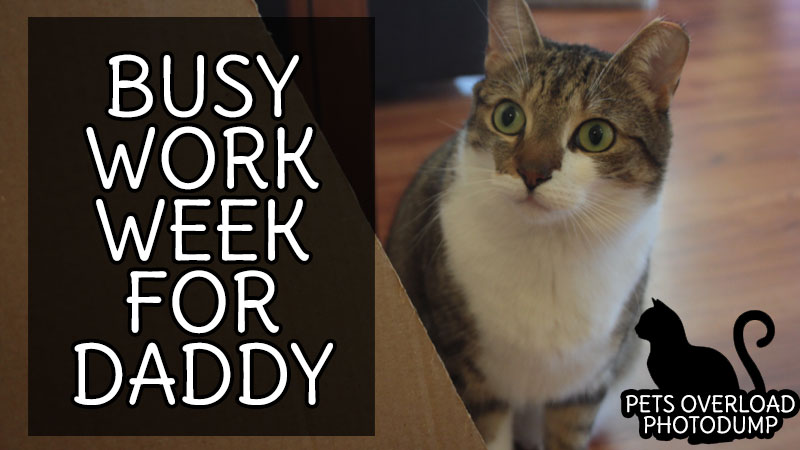 busy-work-week-for-daddy