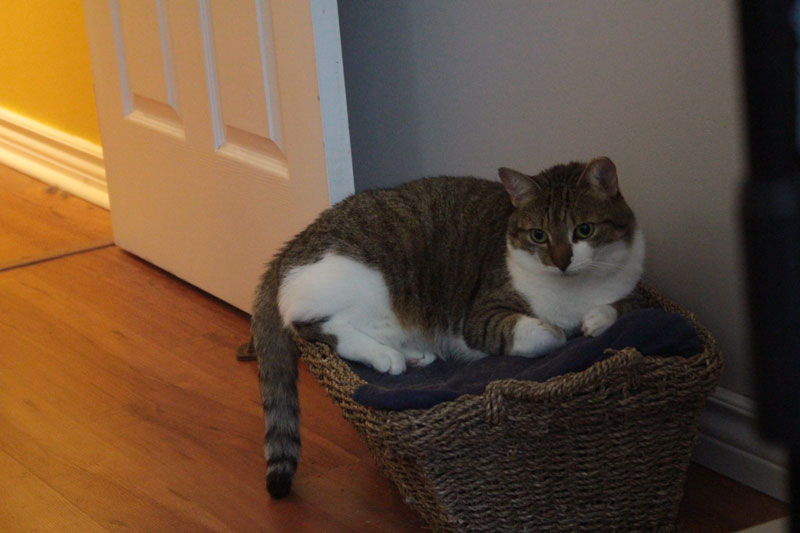 beau-sitting-in-basket-adorable