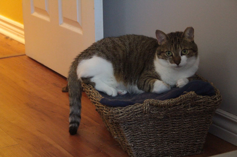 beau-sitting-in-basket-adorable-cute