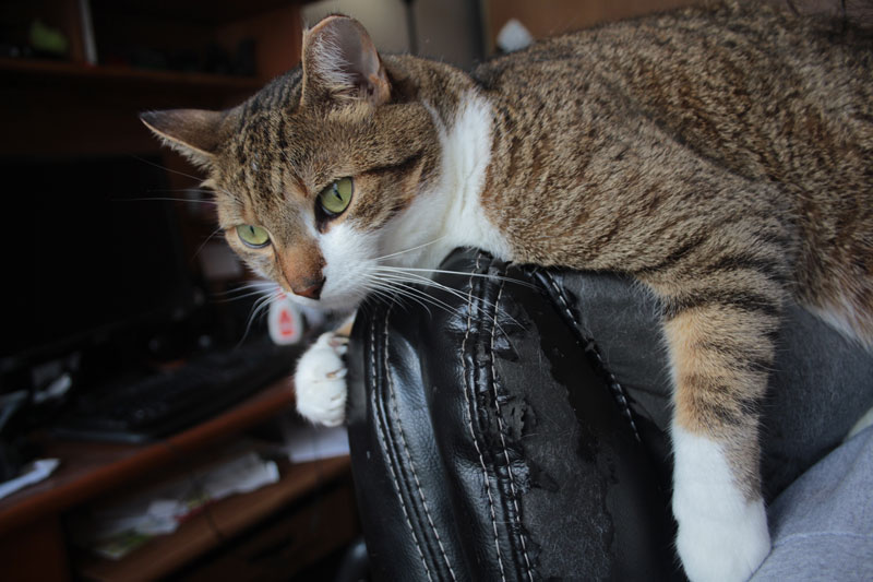 beau-sitting-on-top-of-chair-ripped