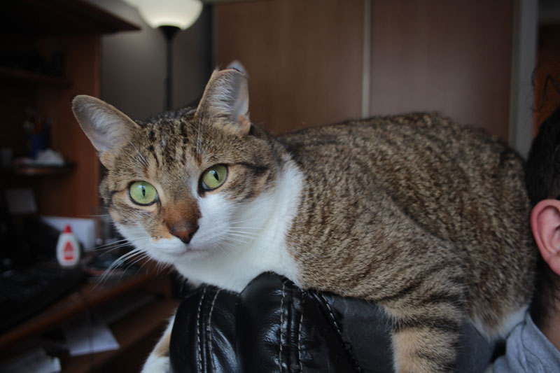 beau-sitting-on-top-of-chair-ripped-adorable