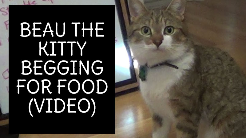 beau-the-kitty-begging-for-food