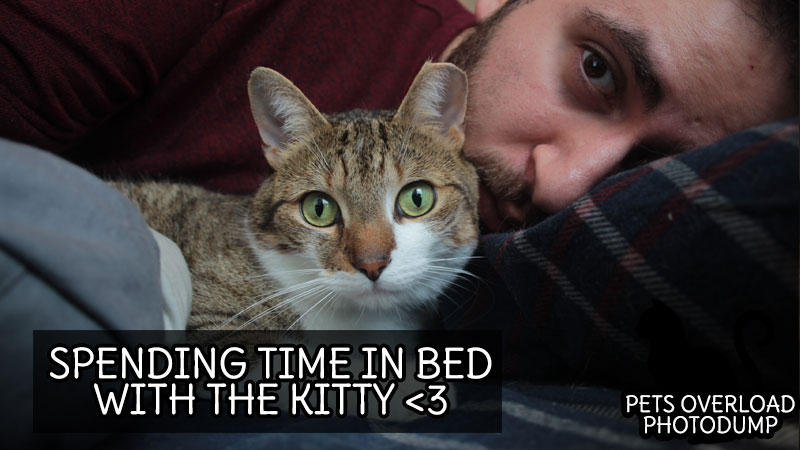 spending-time-in-bed-with-the-kitty