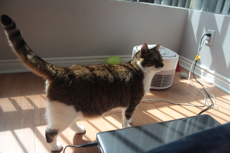 beau-in-sunlight-adorable-cat
