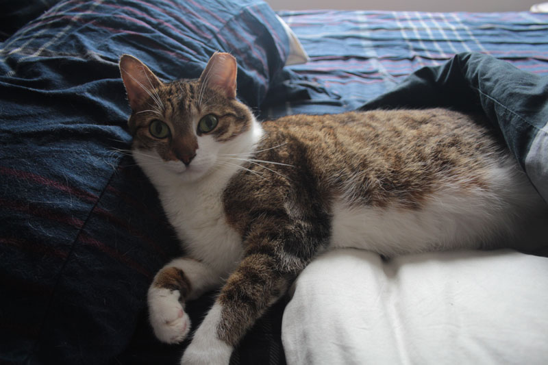 beau-lying-bed-cover-sheets-cute-cat