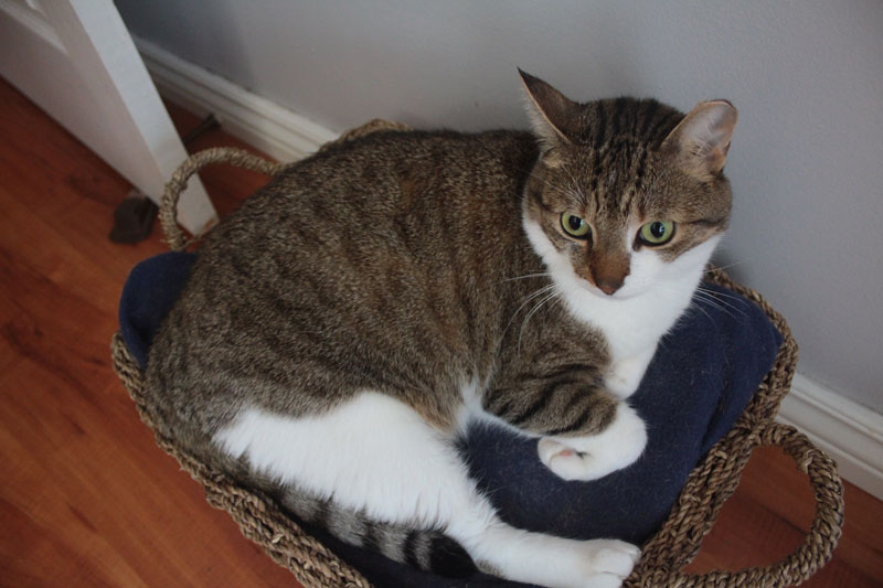beau-sitting-in-basket-adorable1