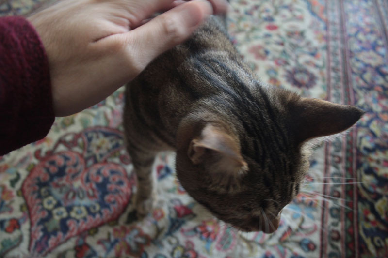 walker-being-pet-adorable-kitty