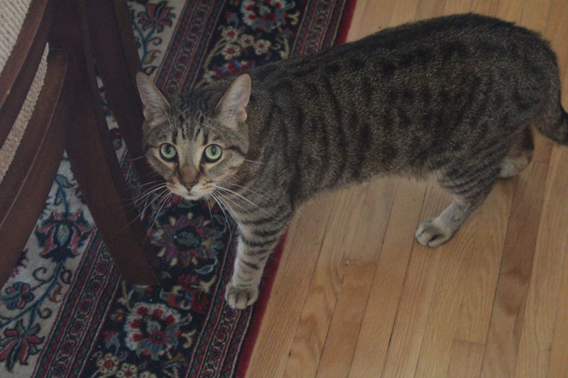 walker-looking-camera-adorable-tabby