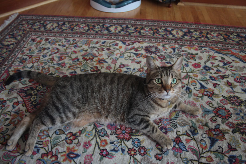 walker-lying-tummy-carpet-cute-cat