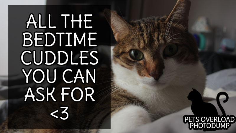 all-the-bedtime-cuddles-you-can-ask-for