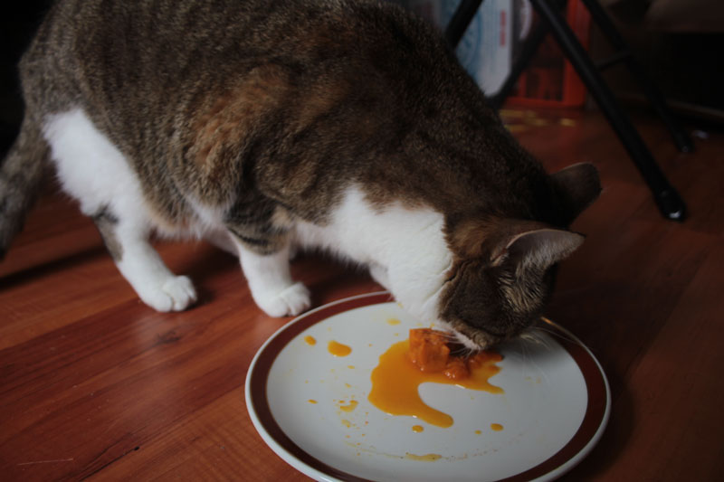 beau-eating-pumpkin-cat-kitty