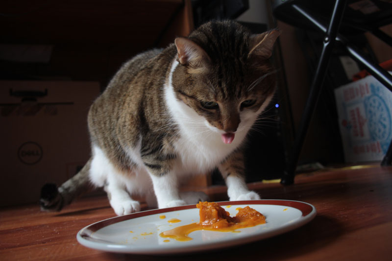 beau-eating-pumpkin-kitty-cat