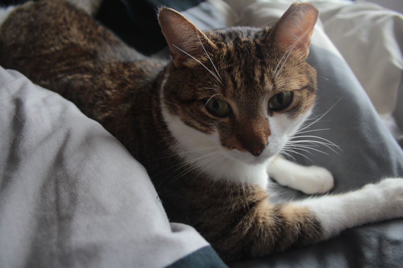 beau-lying-bed-adorable