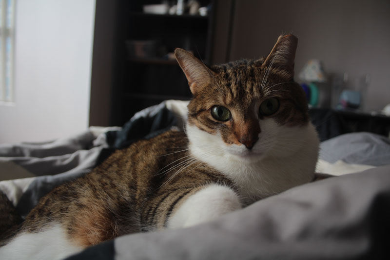beau-lying-on-me
