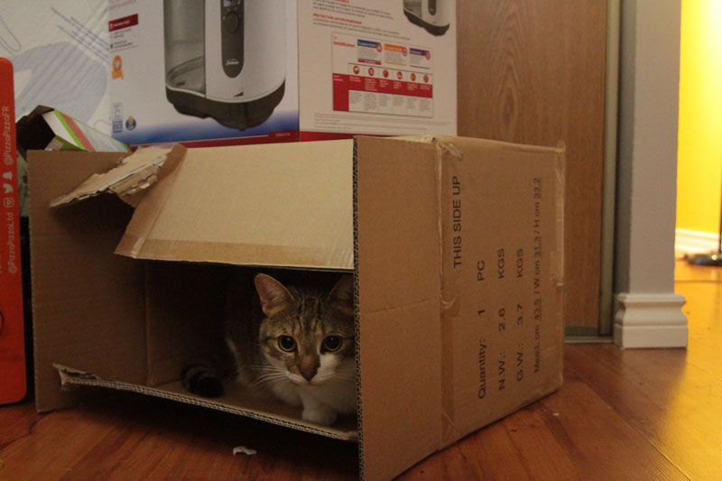beau-sitting-in-box-adorable