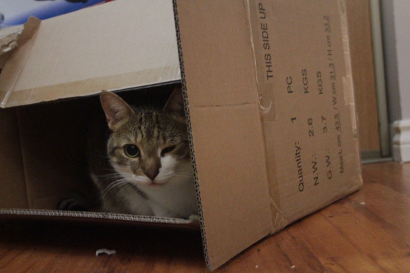 beau-sitting-in-box-winking