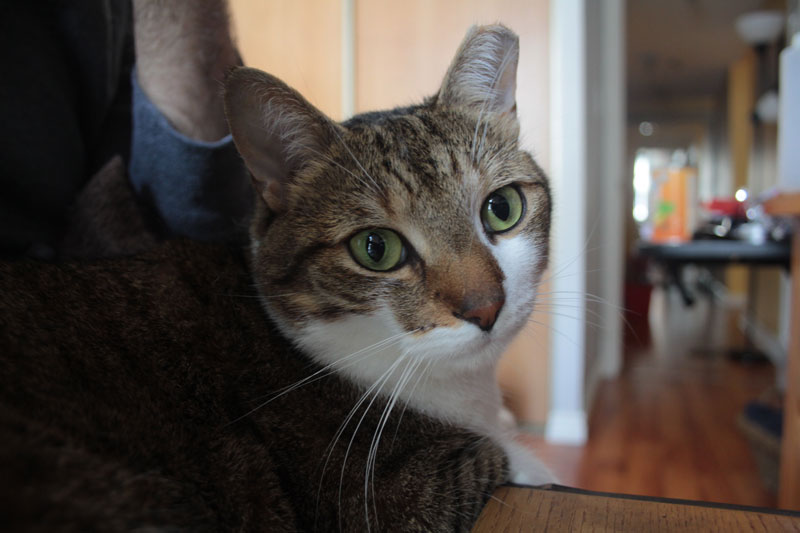 beau-sitting-on-lap