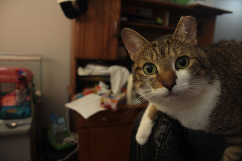 beau-big-eyes-cute-adorable-cat
