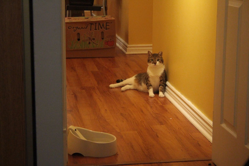 beau-sitting-upright-cute-adorable-cat